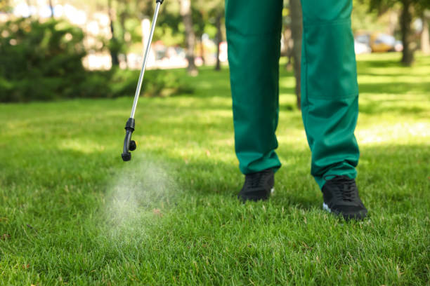 Best Flea Control Services  in Youngtown, AZ