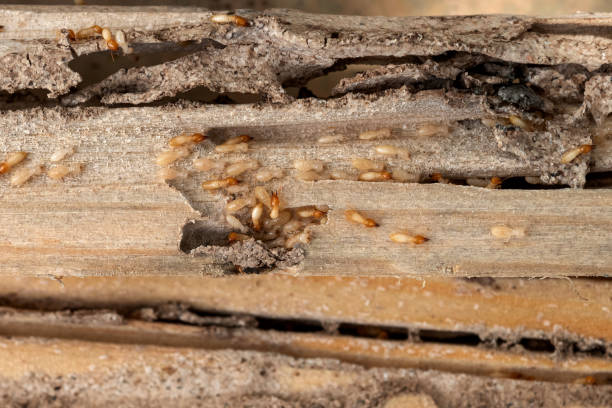 Best Affordable Pest Control Services  in Youngtown, AZ
