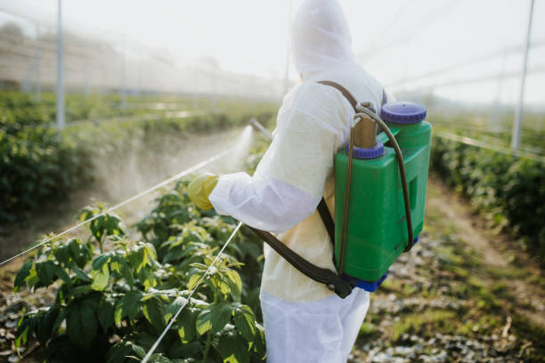 Best Pest Control Near Me in Youngtown, AZ